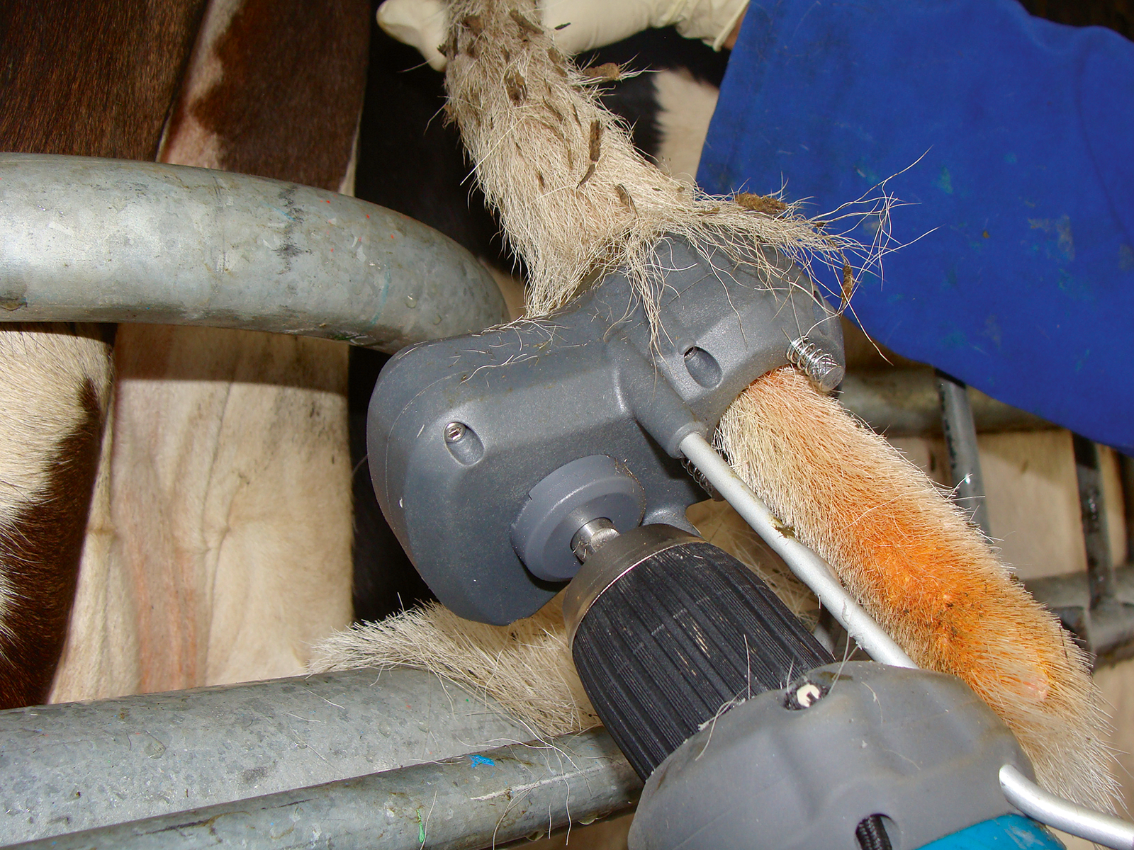 Kuhschwanztrimmer TailWell