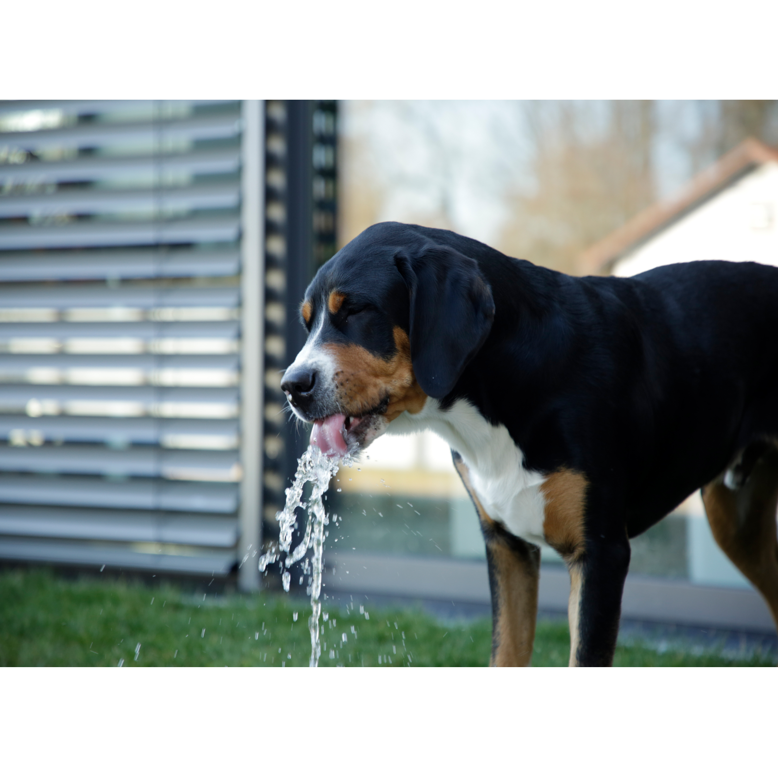 Hunde-Wasserspringbrunnen