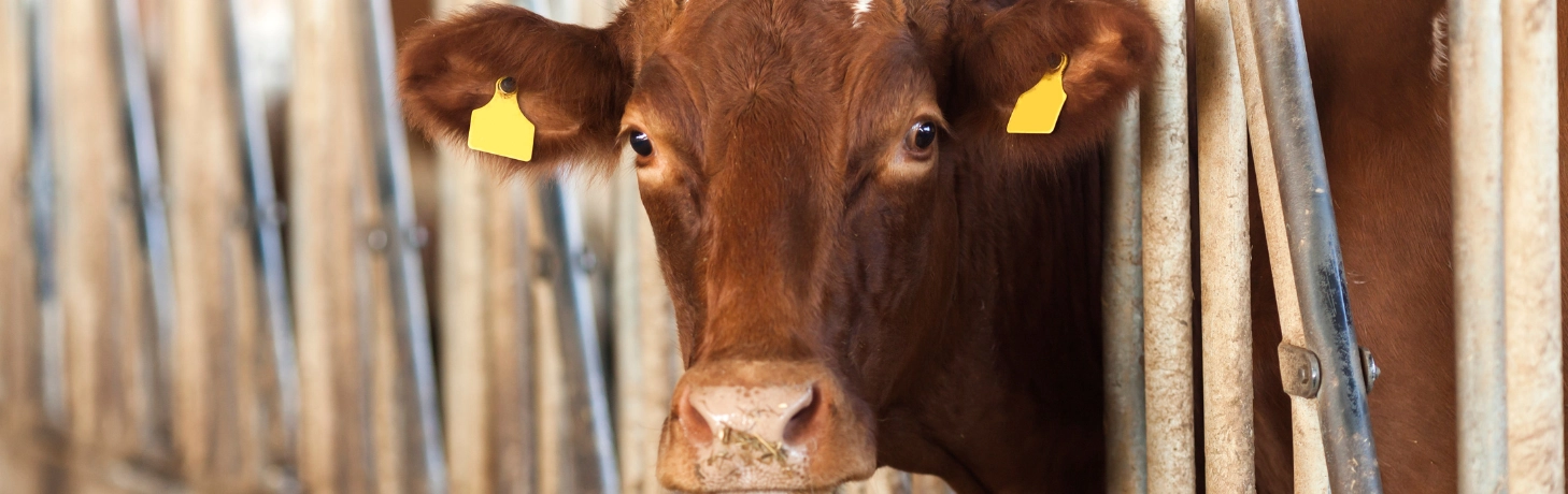 Sorge für das Wohl Deiner Tiere!