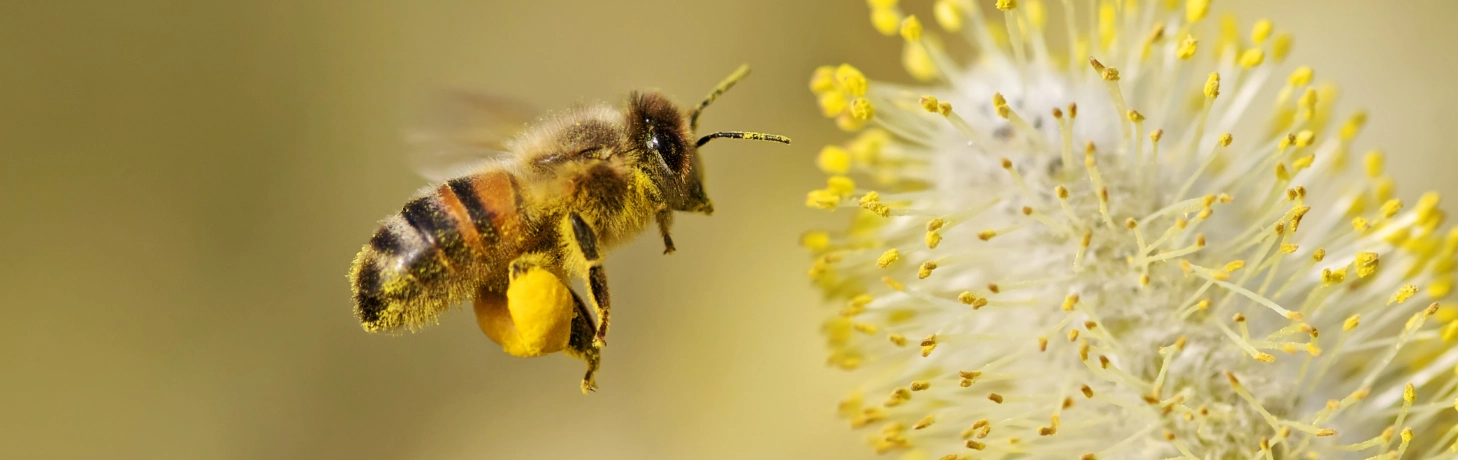 Mega Bienenfutter Aktion
