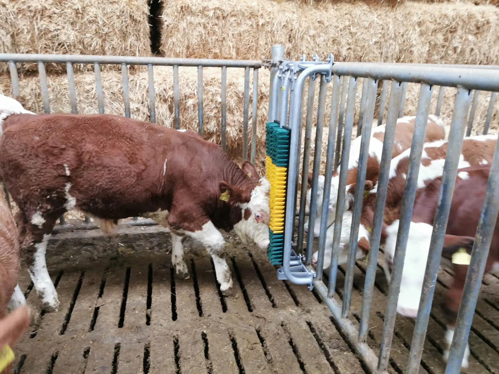 Bürste gefedert mit Schutzrahmen