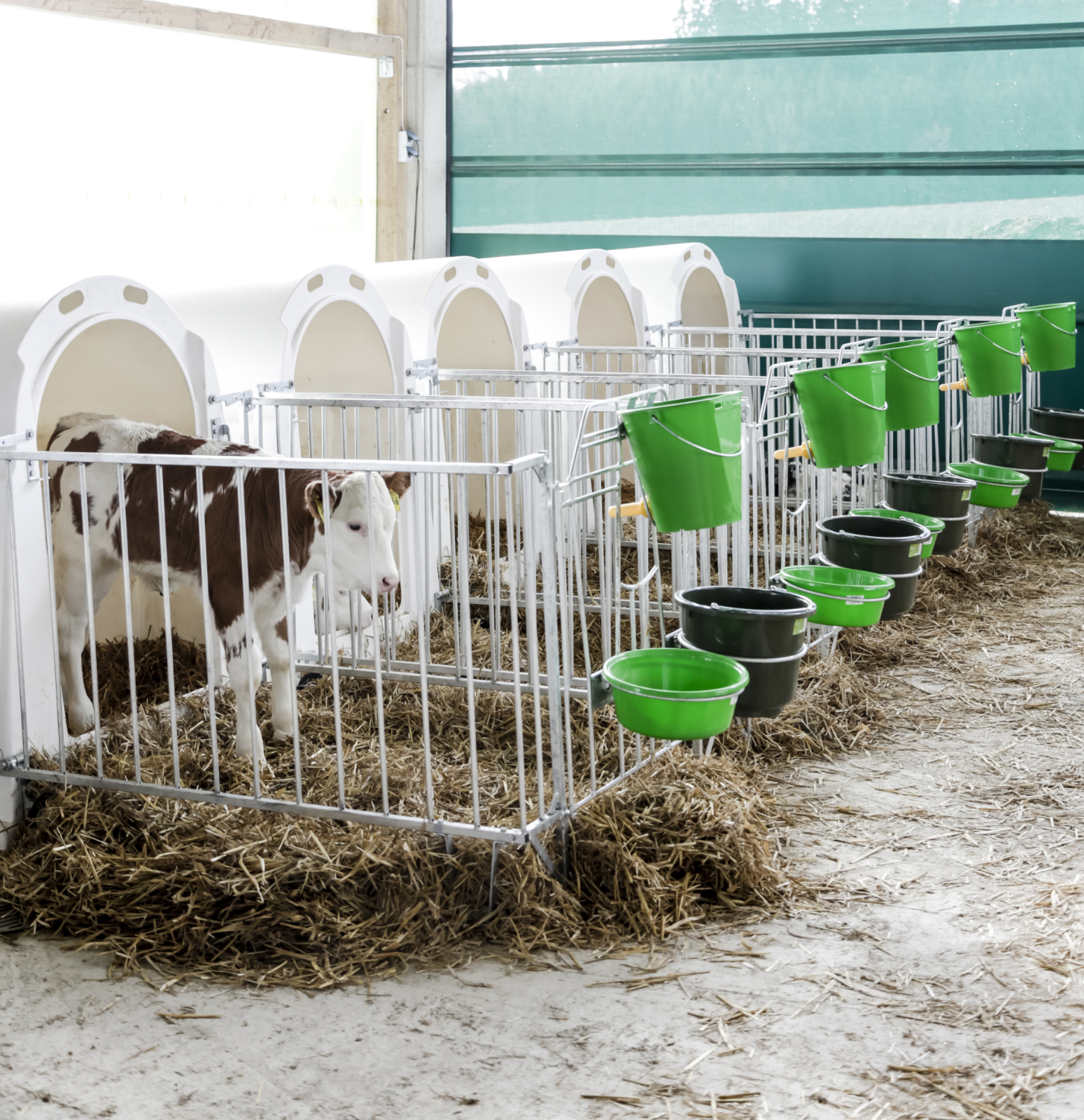 Kälberiglu CalfHouse PE UV+ mit leichter Umzäunung