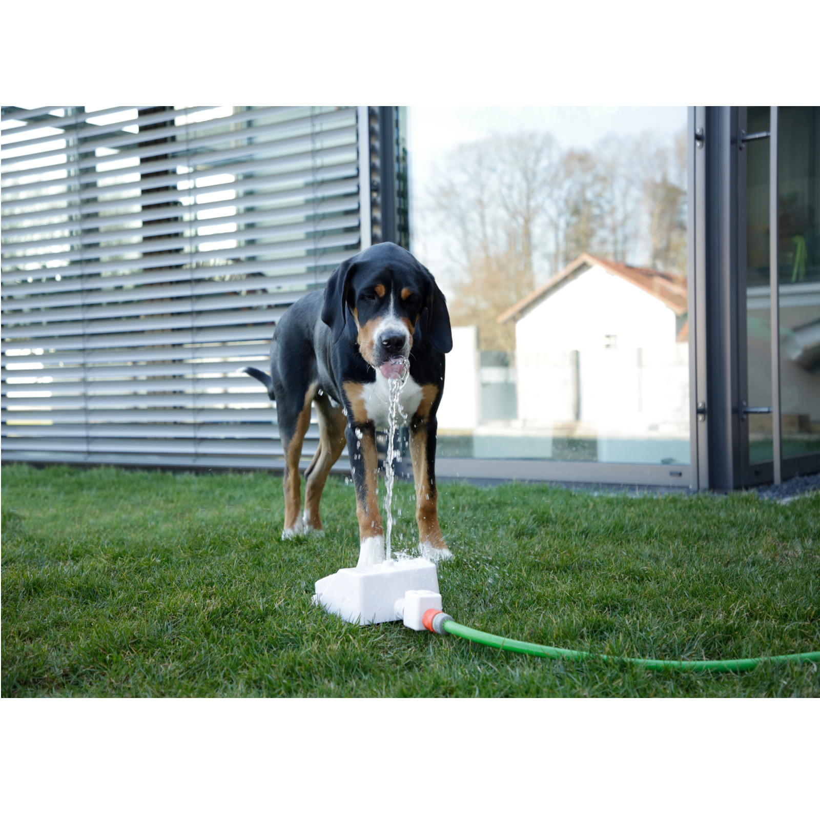 Hunde-Wasserspringbrunnen