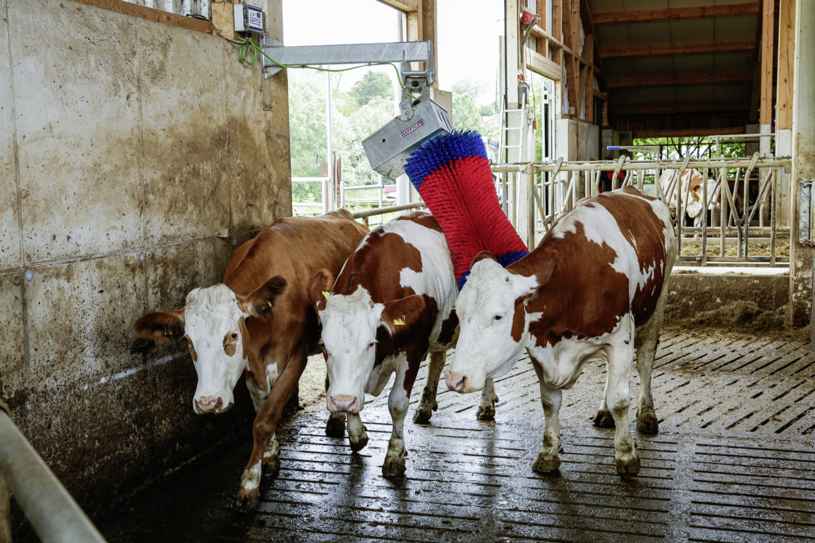 Kuhputzmaschine HappyCow MaxiSwing