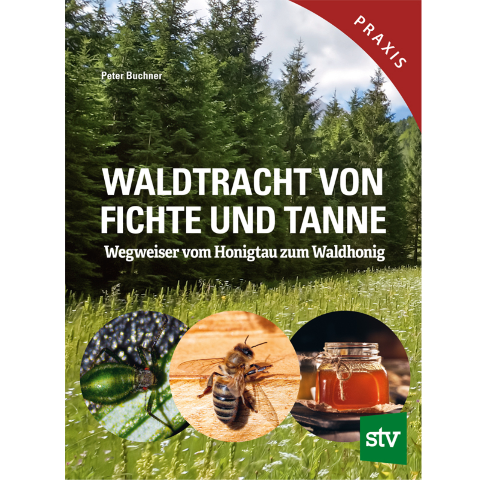 Waldtracht von Fichte u Tanne