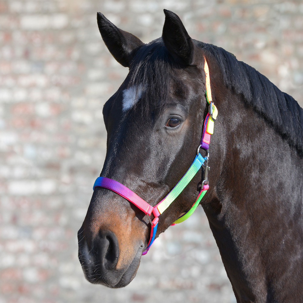 Halfter Regenbogen