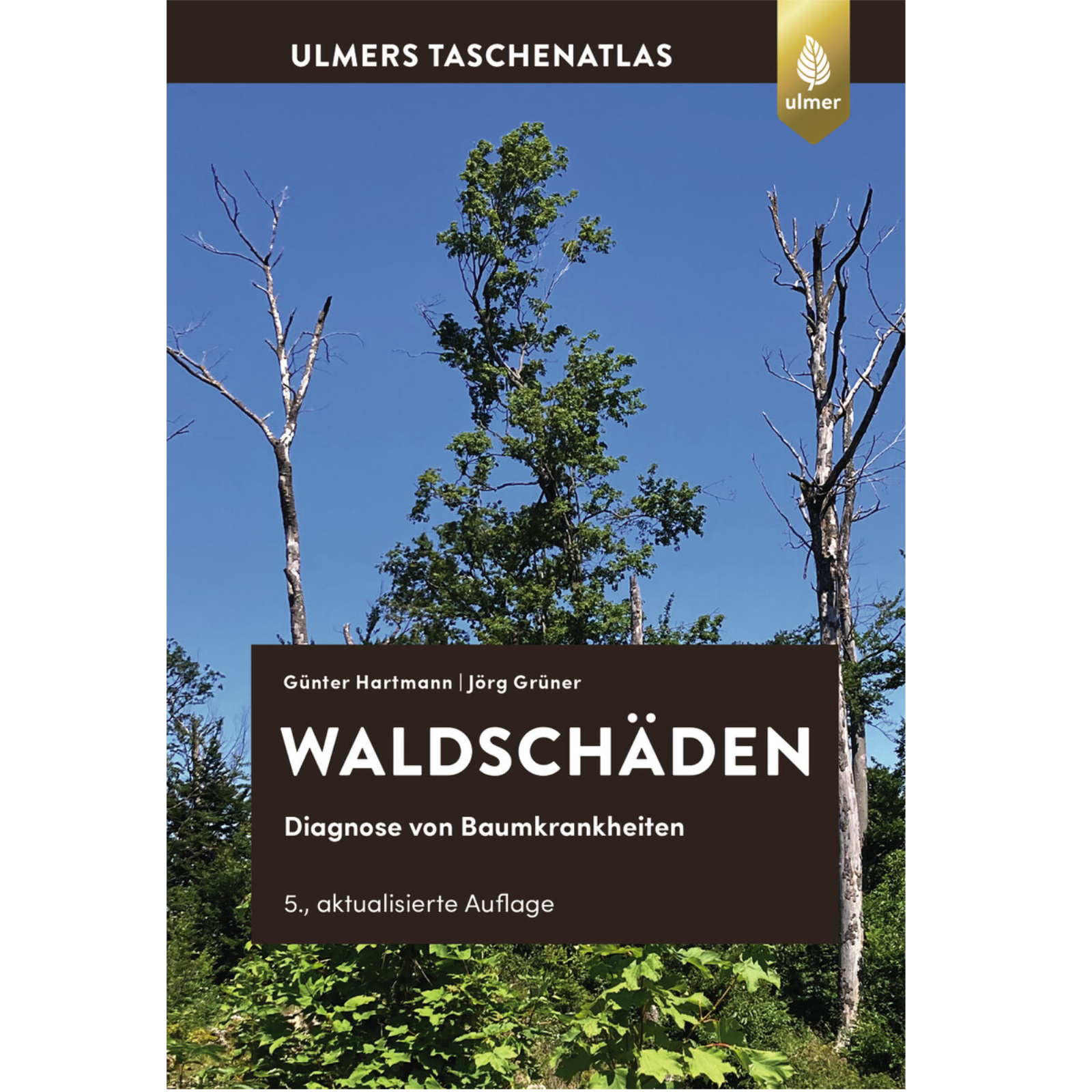 Waldschäden Diagnose von Baumkrankheiten