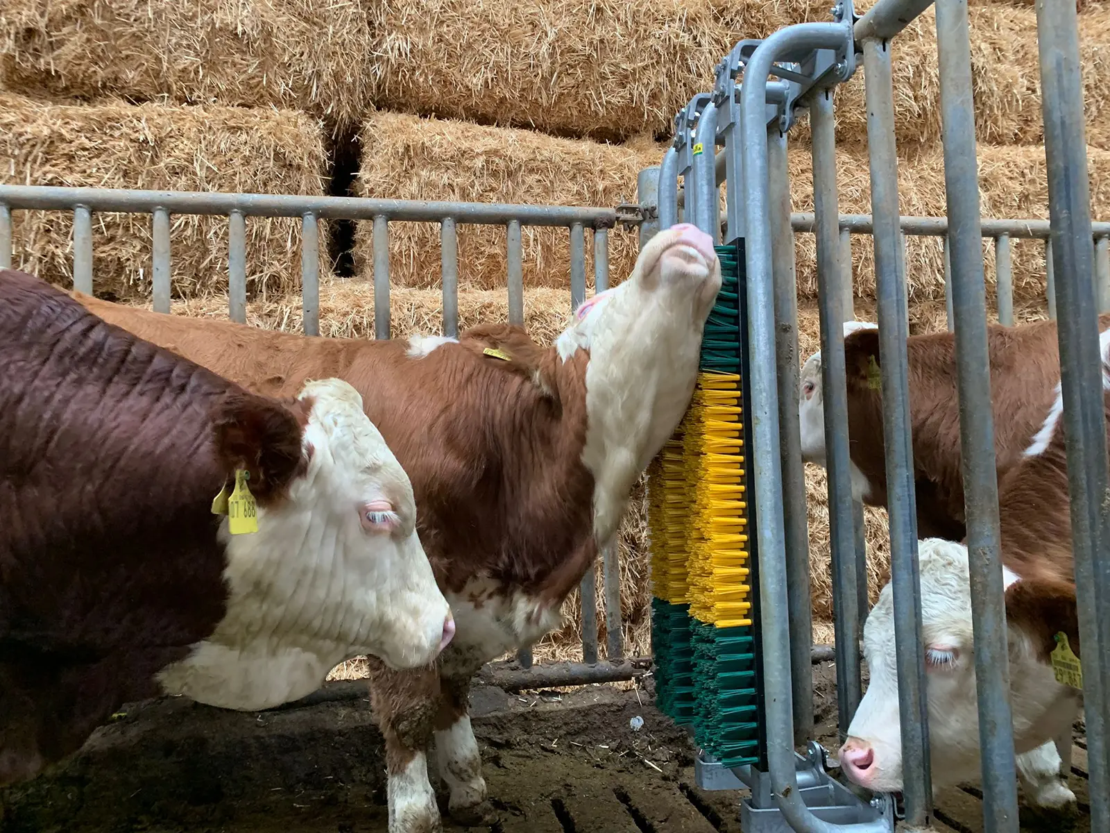 Bürste gefedert mit Schutzrahmen