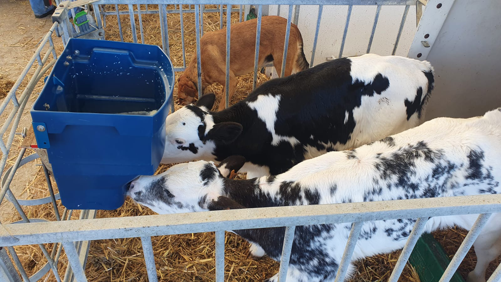 Kälbertränkewanne Calf Buddy 2 - 20 Liter