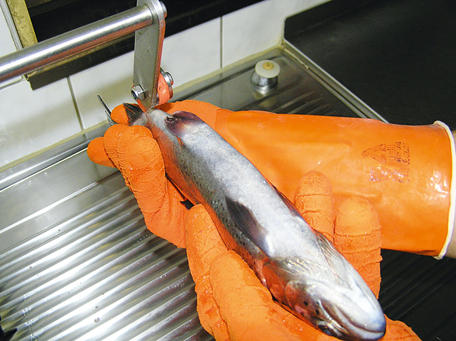 Salmofix Tischmodell Schlachthilfe für Fische