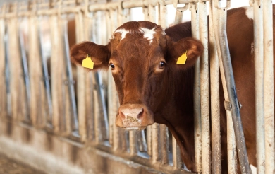 Sorge für das Wohl Deiner Tiere!