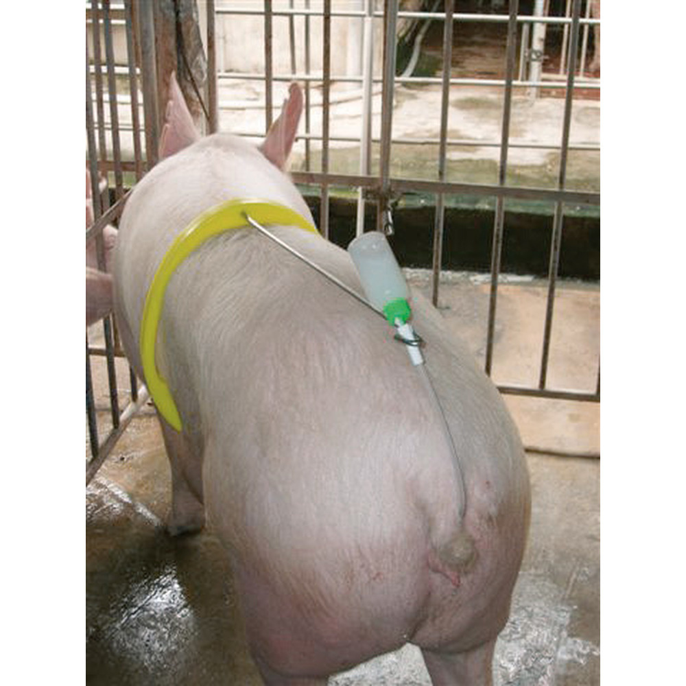Besamungsbügel für Schweine