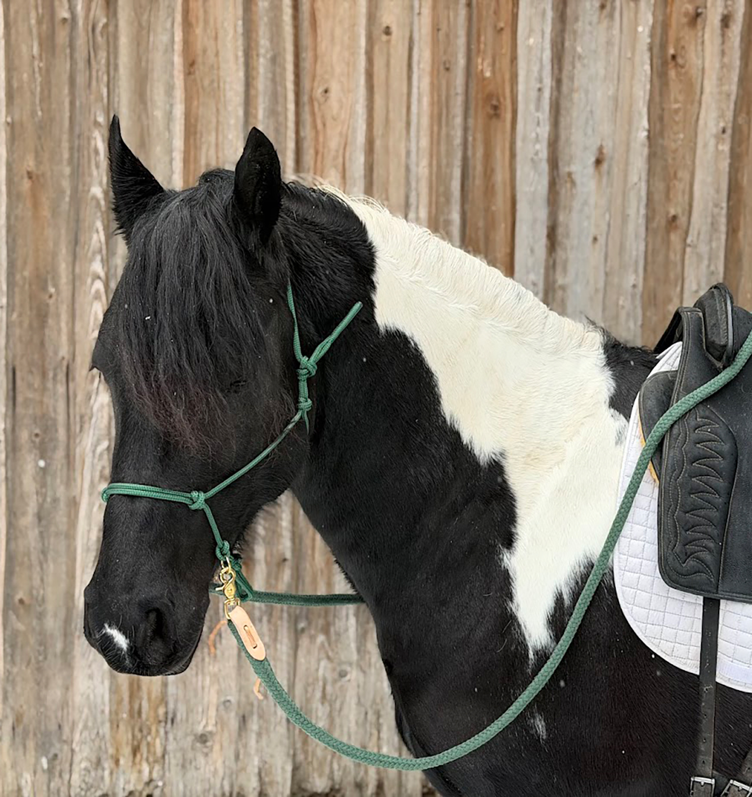 Reithalfter Horsemanship - seitlich mit Messingringen