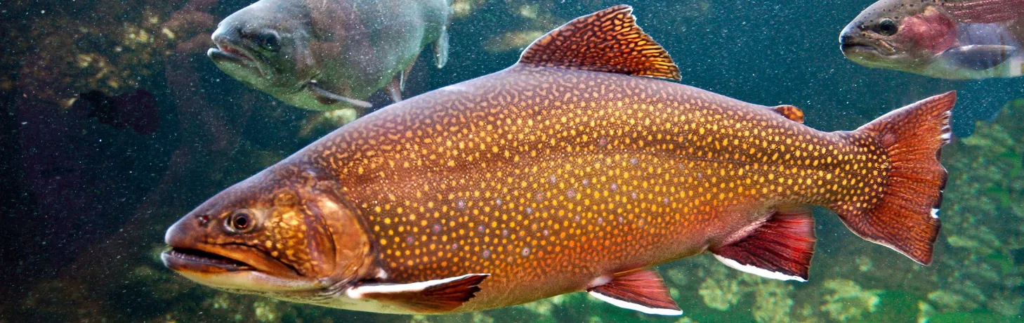 Jetzt neu im Sortiment - Fischzucht