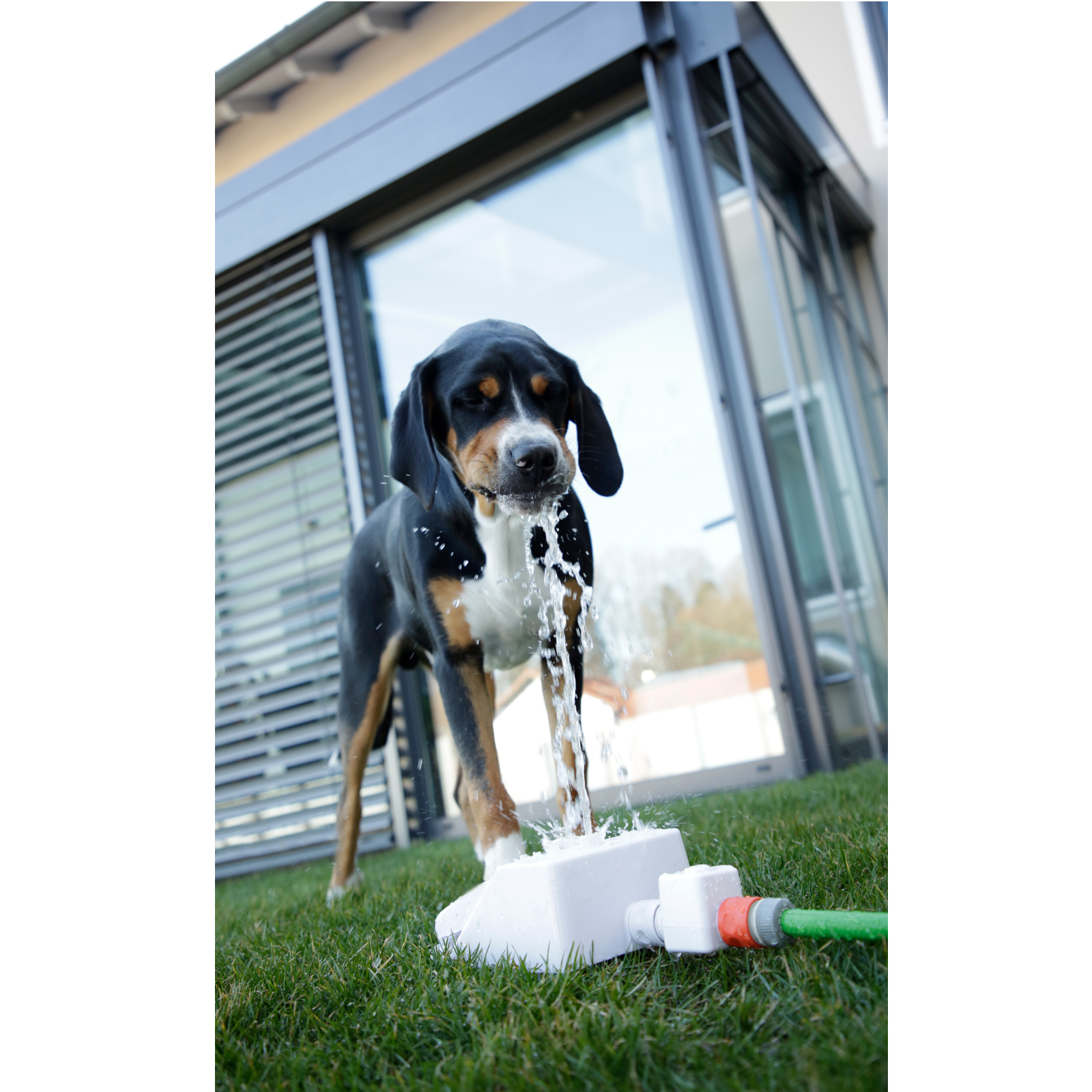 Hunde-Wasserspringbrunnen
