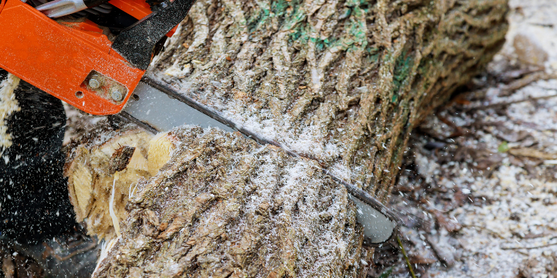 Ratgeber_Holznutzung