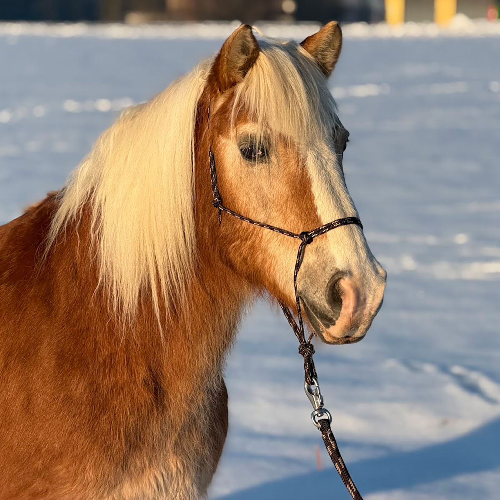 Knotenhalfter Horsemanship