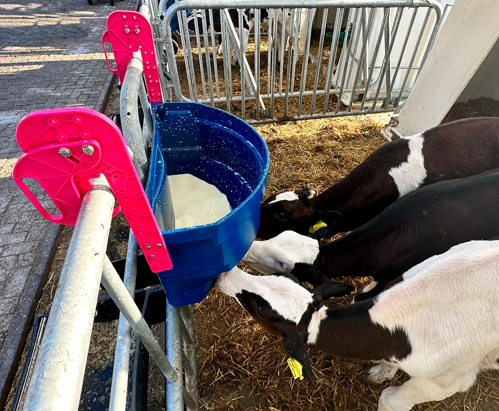 Kälbertränkewanne Calf Buddy 5 - 50 Liter