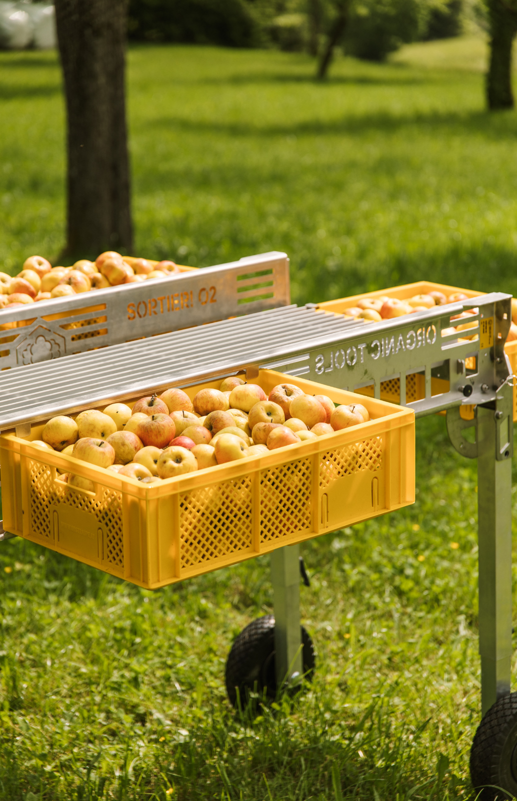 Obstkiste 8-er Set 60x40x17 cm SilverFox gelb