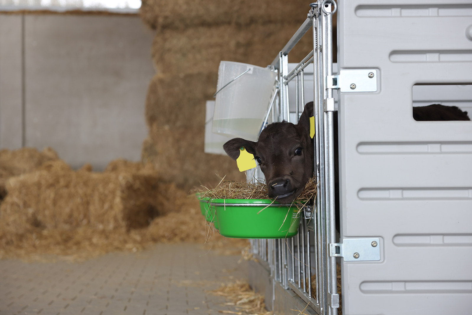 Modulare Kälberbox - Einzelbucht freistehend