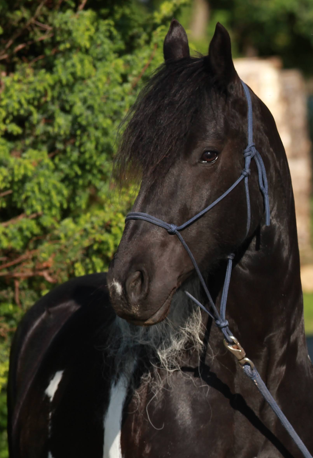 Knotenhalfter Horsemanship